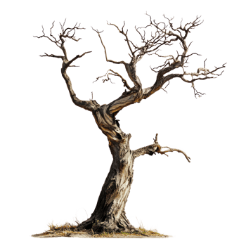 dead tree on white background isolate on transparency background png