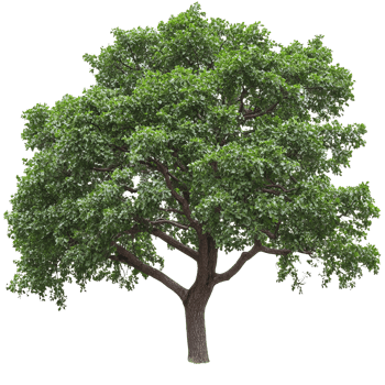 Large green tree with abundant foliage in nature transparent png