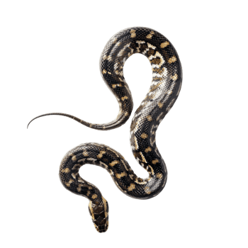 Top view of snake with natural pattern crawling on transparent background png