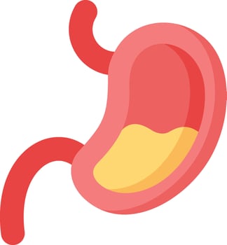 The stomach is shown in a flat style vector