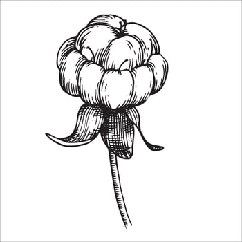 Cloudberry Berry. Sketch style image vector