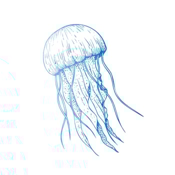 beautiful jellyfish. Hand painted sketch. Graphic clip art isolated on background. Underwater illustration. For designers, invitations, decoration, postcards, wrapping paper, scrapbooking vector