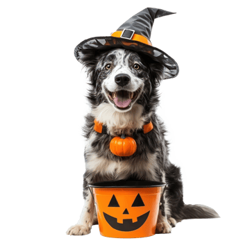 a dog wearing a halloween costume and holding a bucket png