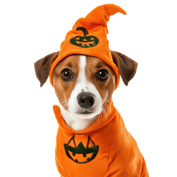 a dog wearing a halloween costume png