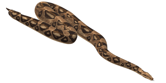 Brown Skin Snake isolated on a Transparent Background png