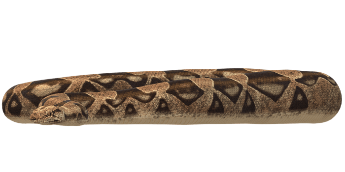 Chunky Snake isolated on a Transparent Background png