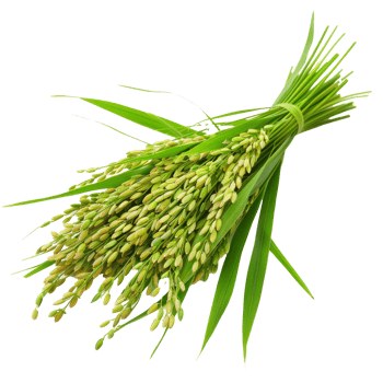 Fresh green rice plant bundle with grains harvested in a rural field during late summer in a sunny atmosphere png