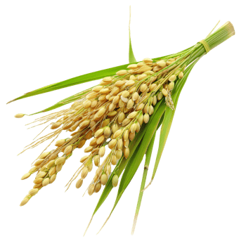 Harvested rice stalks arranged neatly on a transparent background with fresh green leaves showcasing agricultural abundance png