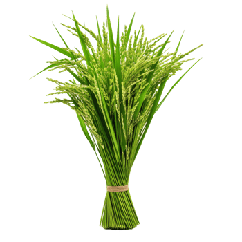 Freshly harvested green rice stalks bundled together in a rustic arrangement captured during the summer harvest season png