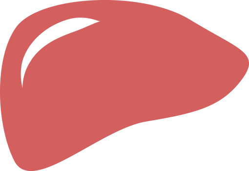 liver medical icon png