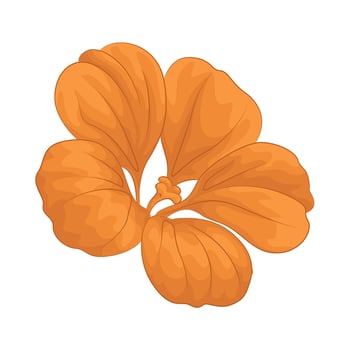 nasturtium flower illustration vector