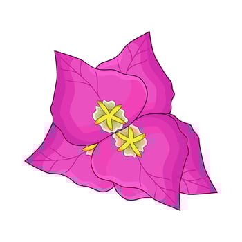 illustration of bougenville vector