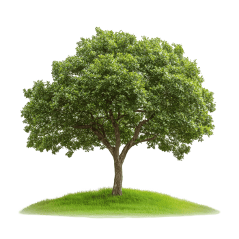 Small young oak tree on the grass transparent background png