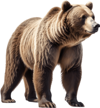 Grizzly Wrestling with Another Bear. . png