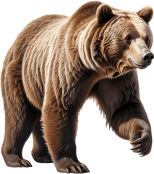 Grizzly Defending Territory from Rival. . png