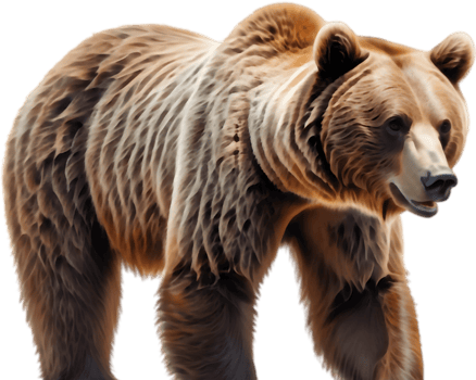 Bear Looking for Berries Illustration. . png