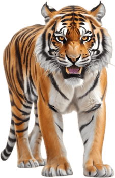 Majestic Tiger Clipart for Your Designs. . png