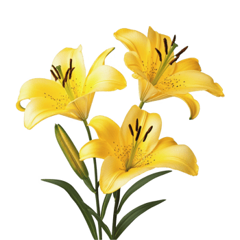 Three yellow lily transparent background png