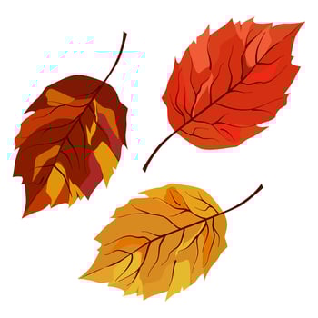 autumn yellow and orange dry birch leaves. Clipart is on white background. Isolated flat illustration with brown plants for design, greeting card, banner, board, flyer, sale, poster vector