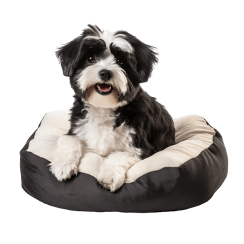 Adorable Black and White Dog Relaxing in a Cozy Bed with Soft Cushions On Transparent Background png