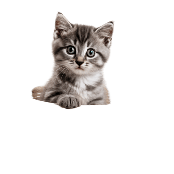 Cute Gray Kitten Sitting In Woven Basket Looking Up Isolated On Transparent Background png
