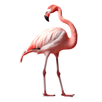 Elegant Pink Flamingo Standing Tall Against A Pink Background png