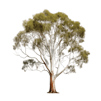 Large Eucalyptus Tree With Sprawling Branches And Green Leaves On A Transparent Background png