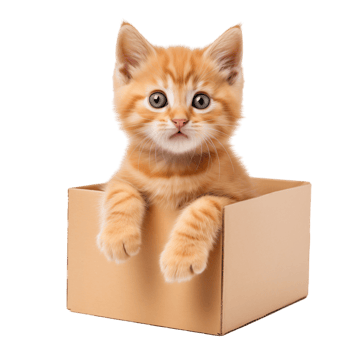 Cute Ginger Kitten Sitting Inside A Cardboard Box Isolated On Transparent Background png