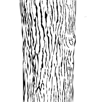 wood skin texture background, nature element vector