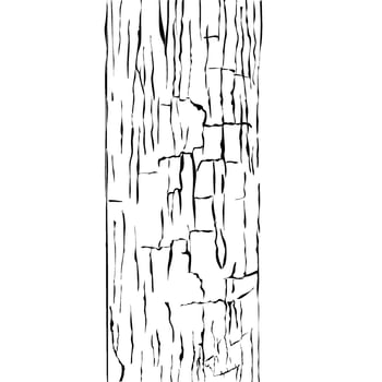 wood skin texture vector