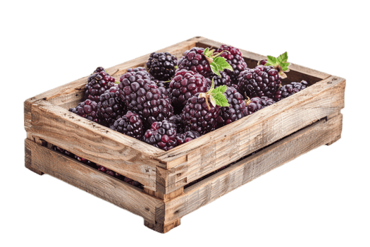 Rustic wooden box of ripe blackberries. png