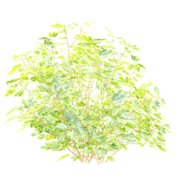 Collection of ficus carica plant isolated on transparent Canvas png