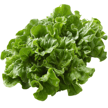 Green leaf lettuce isolated on a transparent background png