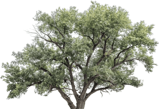 Lush green tree with wide canopy. png