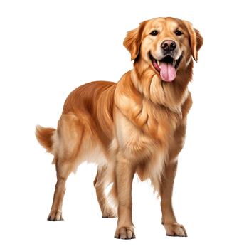 Golden retriever in full stands alert on a clear background, showcasing its fluffy golden coat and friendly demeanor. png