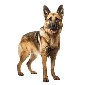 A full-body image of a German Shepherd dog, poised and detailed, displayed on a clear transparent background. png