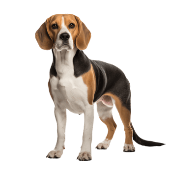 A full-body image of a Beagle dog standing, with a transparent background for versatile use in graphics and designs. png