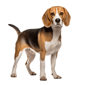A Beagle dog stands in full view, its tricolor coat vivid against the transparent background, showcasing its perky ears and friendly demeanor. png