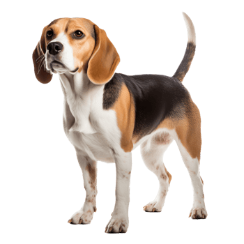 Beagle dog standing, displaying full body, clear defined features, on a transparent background for versatile use. png