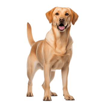 A full-body image of a Labrador Retriever, well-defined and displayed against a transparent background for versatile use. png