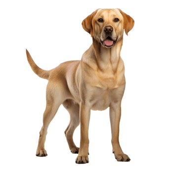 A full-body image of a Labrador Retriever dog standing, showcased on a clear transparent background, ideal for overlays and design use. png