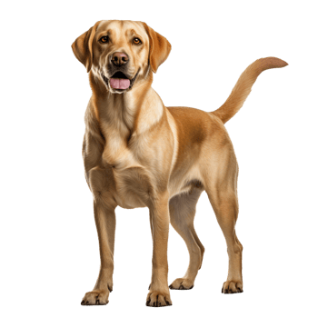 Full-bodied Labrador Retriever dog stands elegantly, with a clear silhouette, on a transparent background, showcasing its friendly demeanor. png