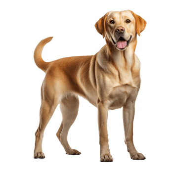 A full-bodied Labrador Retriever dog stands alert, rendered against a transparent background, showcasing its athletic build. png
