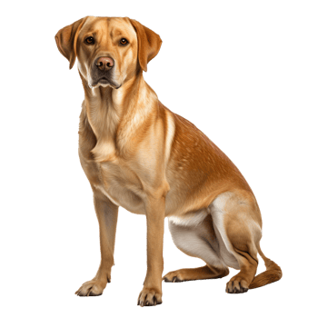 A full-body image of a Labrador Retriever dog standing alert with a friendly demeanor, displayed on a clear transparent background. png