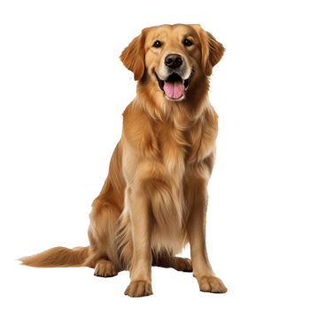 Golden retriever dog, captured in full body, displayed against a transparent backdrop, ready for design inclusion. png