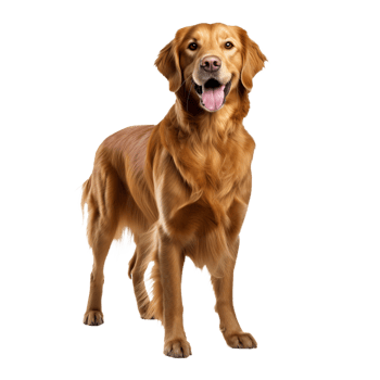 Golden retriever stands in full view, its fluffy coat shimmering, poised against a clear transparent backdrop. png
