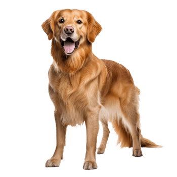 Golden retriever in full stance, with dense, wavy coat, on a transparent backdrop, showcasing its friendly demeanor. png