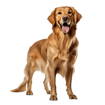 Golden retriever, full-bodied and fluffy on a transparent backdrop, exudes warmth and friendliness with its amiable stance. png