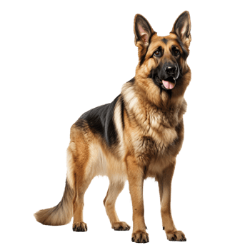 A full-body depiction of a German Shepherd dog poised alertly, rendered against a transparent background for versatile use. png
