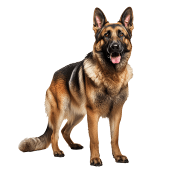 Full-body German Shepherd dog standing attentively, depicted with clarity on a transparent background for versatile use. png